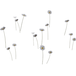 Bellis perennis A spring summer