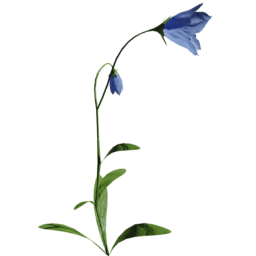 Campanula scheuchzeri E spring summer
