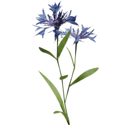 Centaurea cyanus B spring summer