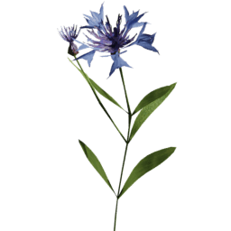 Centaurea cyanus C spring summer