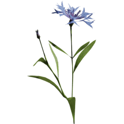 Centaurea cyanus F spring summer