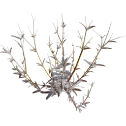 Cerastium arvense A autumn winter