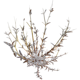 Cerastium arvense B autumn winter