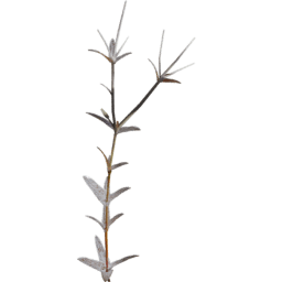 Cerastium arvense C autumn winter