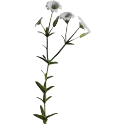 Cerastium arvense C spring summer