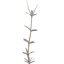 Cerastium arvense D autumn winter