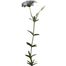Cerastium arvense D spring summer