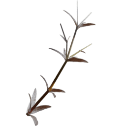 Cerastium arvense G autumn winter