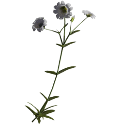 Cerastium arvense J spring summer