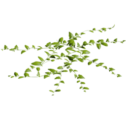 Convolvulus arvensis A spring