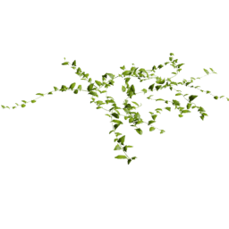 Convolvulus arvensis C spring