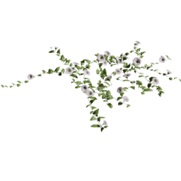 Convolvulus arvensis C summer