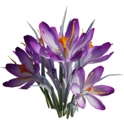 Crocus vernus A spring summer