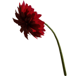 Dahlia pinnata I summer autumn