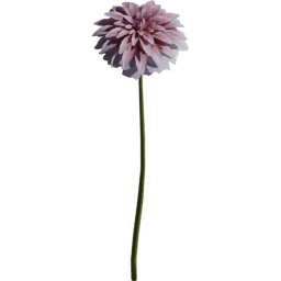 Dahlia pinnata J summer autumn
