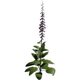 Digitalis purpurea C spring summer autumn