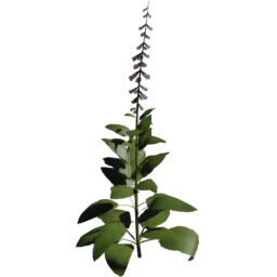 Digitalis purpurea D spring summer autumn