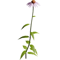 Echinacea purpurea A spring summer autumn