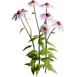 Echinacea purpurea B spring summer autumn