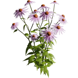 Echinacea purpurea C spring summer autumn