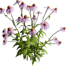 Echinacea purpurea E spring summer autumn