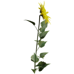 Helianthus annuus A spring summer