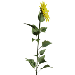 Helianthus annuus B spring summer