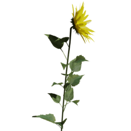 Helianthus annuus C spring summer