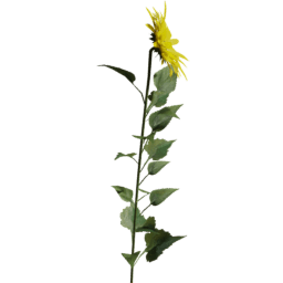 Helianthus annuus D spring summer