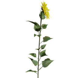 Helianthus annuus E spring summer