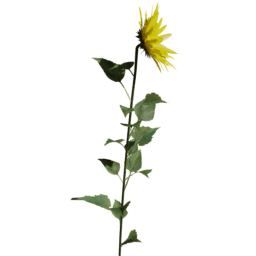 Helianthus annuus F spring summer