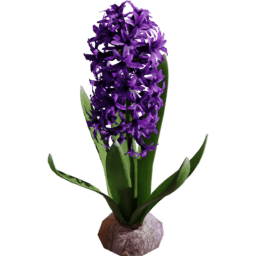 Hyacinthus orientalis A spring summer
