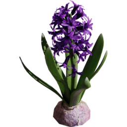 Hyacinthus orientalis B spring summer