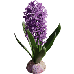 Hyacinthus orientalis D spring summer