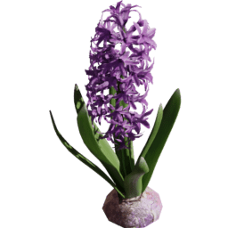 Hyacinthus orientalis E spring summer