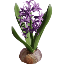 Hyacinthus orientalis F spring summer