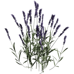Lavandula angustifolia B spring summer