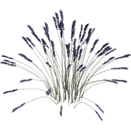 Lavandula angustifolia C spring summer
