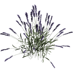 Lavandula angustifolia E spring summer