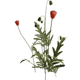 Papaver rhoeas B spring summer autumn