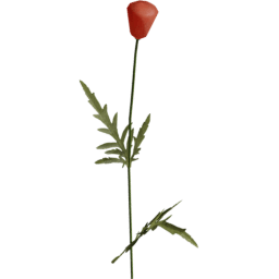 Papaver rhoeas D spring summer autumn