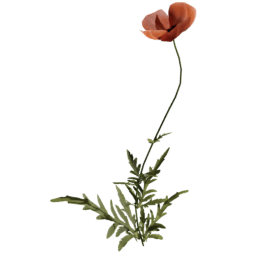 Papaver rhoeas E spring summer autumn