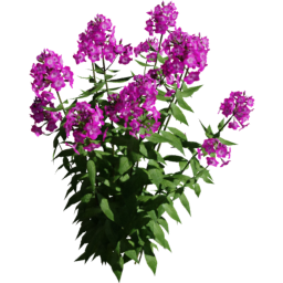 Phlox paniculata A spring summer autumn