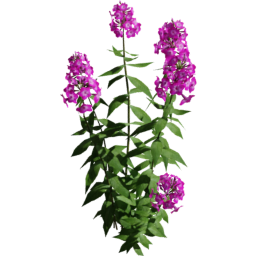 Phlox paniculata B spring summer autumn