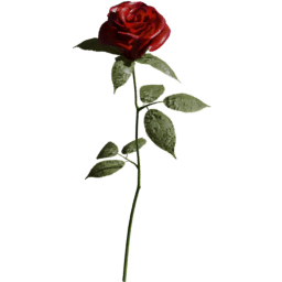 Rosa gallica B spring summer autumn