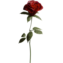 Rosa gallica C spring summer autumn