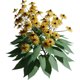 Rudbeckia fulgida B spring summer autumn