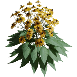 Rudbeckia fulgida D spring summer autumn