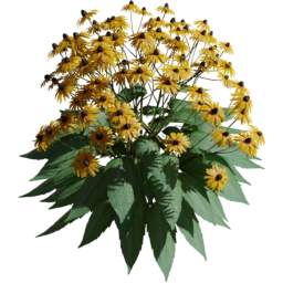 Rudbeckia fulgida E spring summer autumn