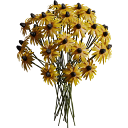 Rudbeckia fulgida F spring summer autumn